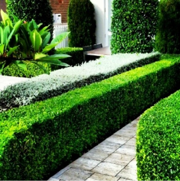 Key Facts In Creating Your Home Garden: A Basic Guide For All | Home