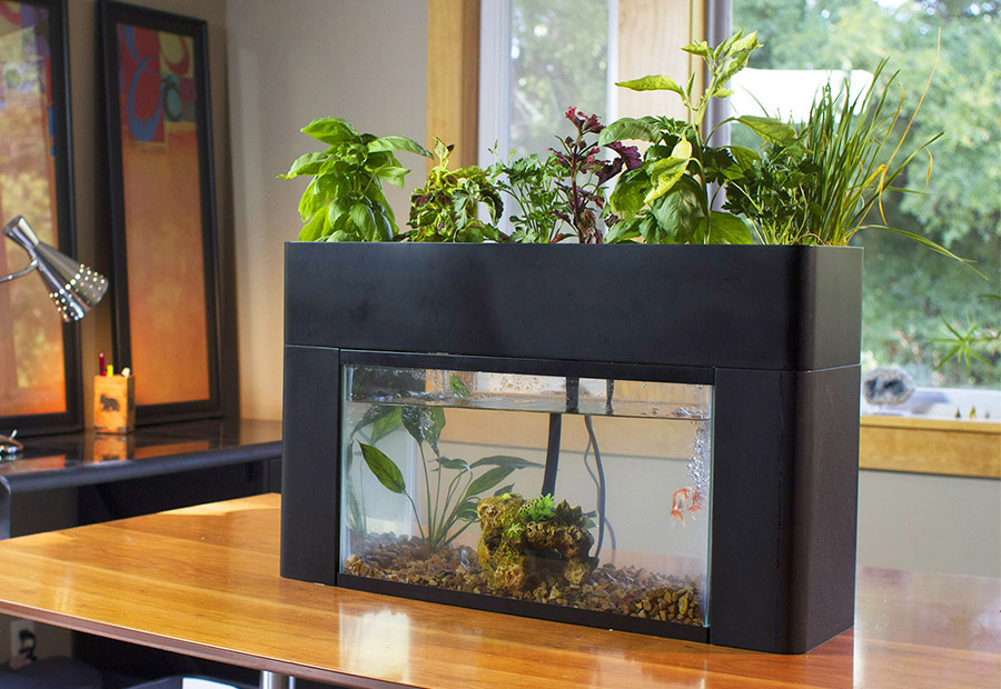 want to have an aquaponic system at home? check these